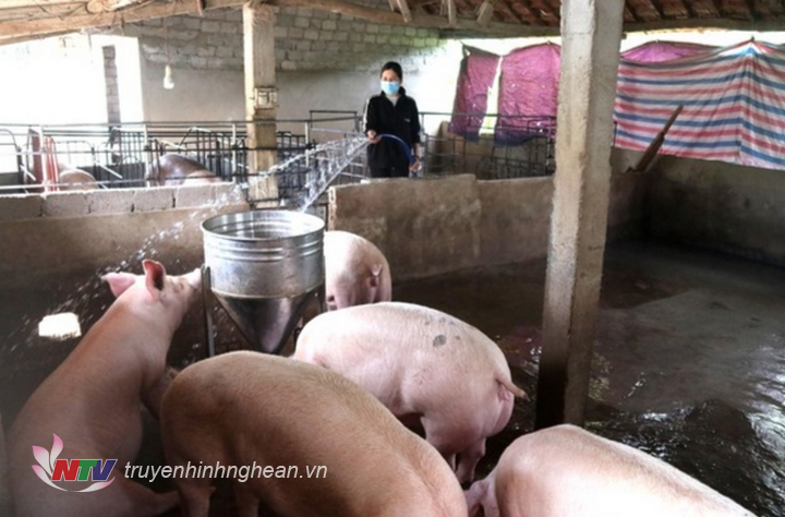 vệ sinh chuồng trại chăm sóc đàn lợn.