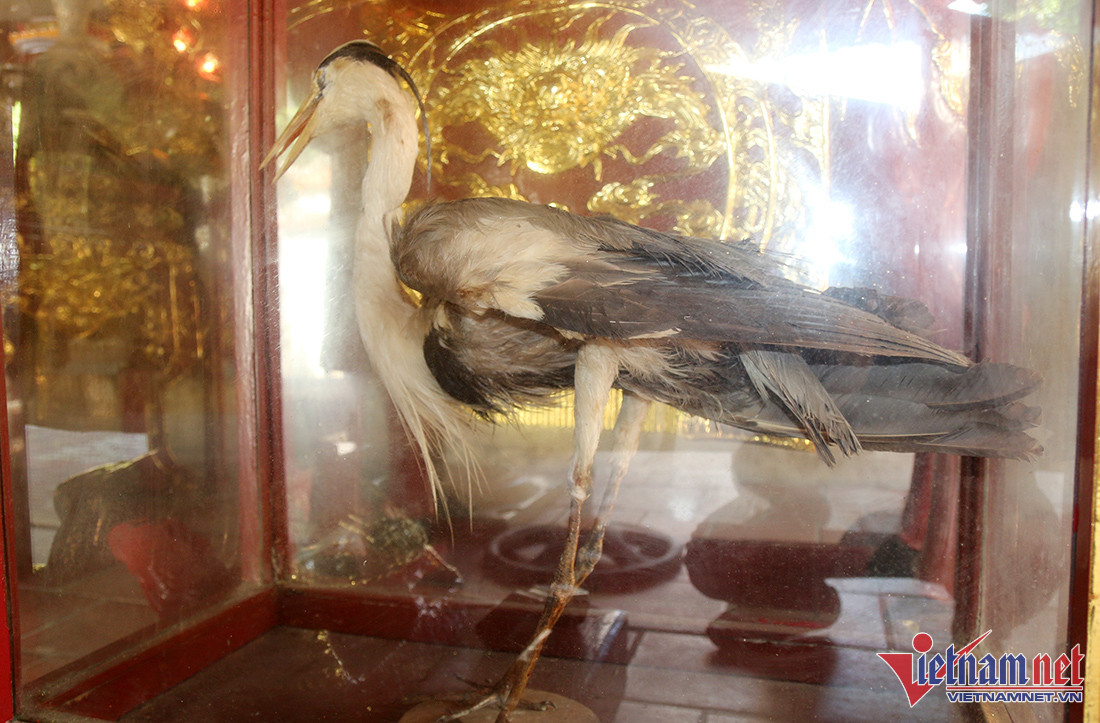 Con hạc trắng được ướp cho vào tủ kính đặt ngay tại khu vực hạ điện đền Cuông.