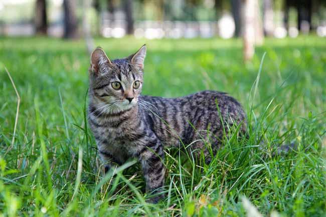 Nuôi mèo: Mèo không chỉ dễ thương mà còn giúp xuôi đuổi côn trùng và động vật gặm nhấm khá tốt.
