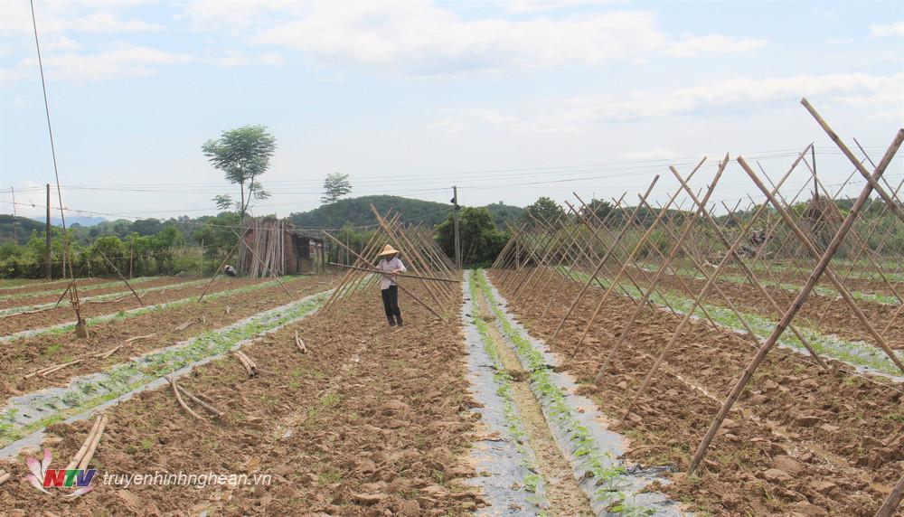 bà con nông dân xã Cẩm Sơn đang tập trung xuống giống rau màu trên vùng đất bãi