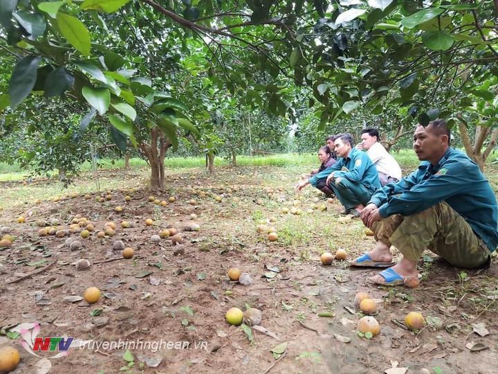 Nhiều hộ trồng cam ở xã Đỉnh Sơn, huyện Anh Sơn đối diện với nguy cơ mất trắng.