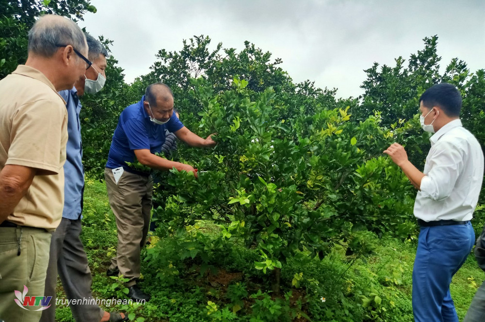 Tập huấn phòng trừ sâu bệnh trên cây cam cho nông dân huyện Quỳ Hợp