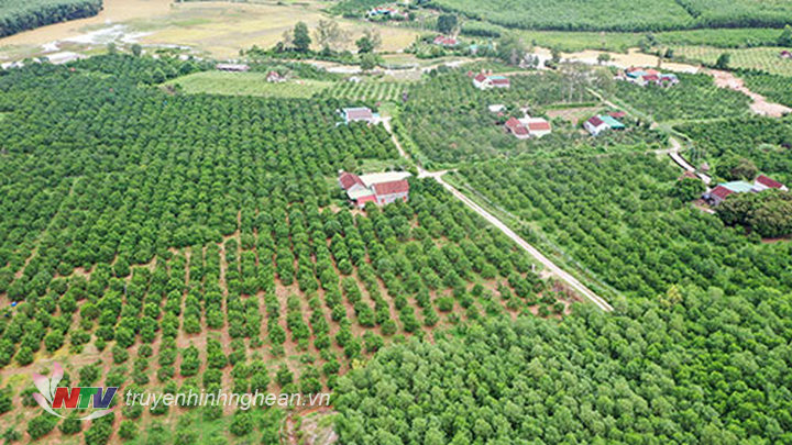 Hiện nay xã Đồng Thành đã quy hoạch được vùng chuyên sản xuất cam với quy mô 135 ha bằng các giống cam Xã Đoài, Vân Du có chất lượng tốt