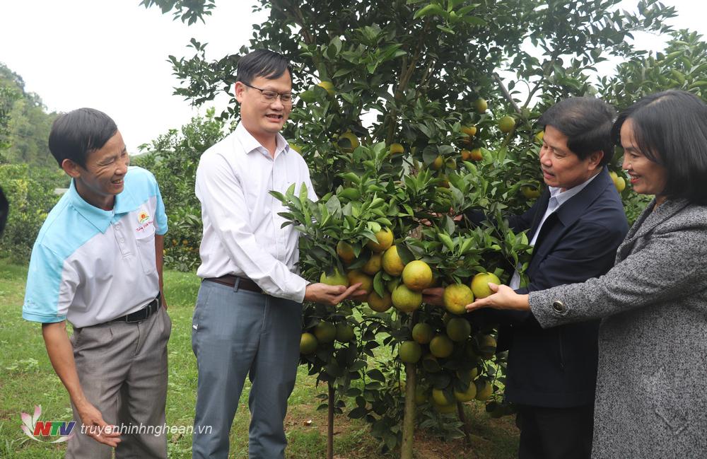 Thứ trưởng Bộ NN&PTNT Lê Quốc Doanh thăm mô hình trồng cam ở Yên Thành