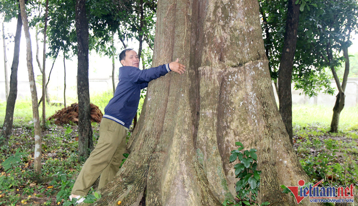 Một cây bồ lố hơn 600 năm tuổi, cao gần 30m đứng sừng sững giữa khuôn viên đền thờ.