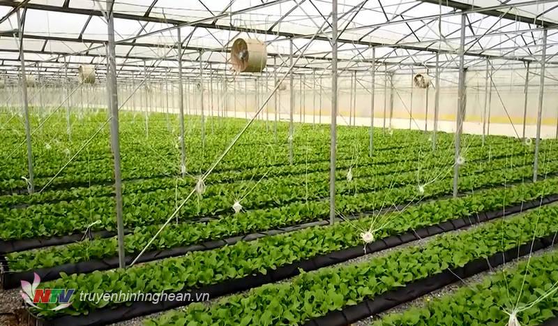 Mô hình ứng dụng nông nghiệp công nghệ cao của Tập đoàn TH tại khu vực miền Tây Nghệ An.