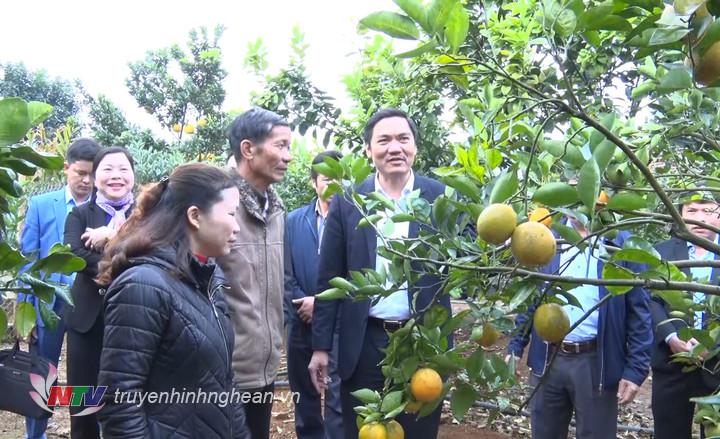 Đoàn công tác tỉnh Nghệ An đến thăm mô hình trồng
