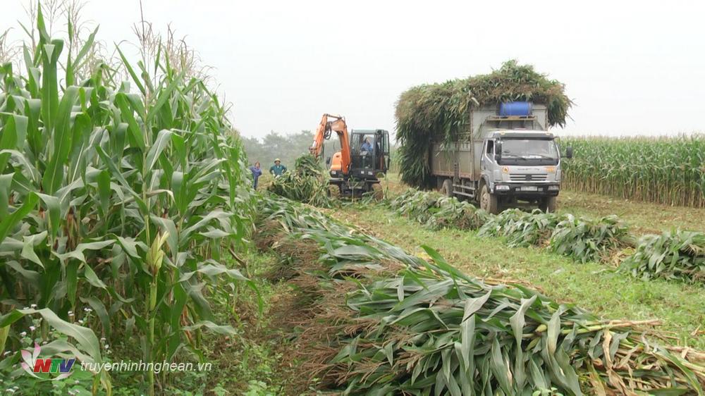 nhiều nông dân Nghĩa Đàn đã có thu nhập khá từ trồng ngô làm thức ăn cho gia súc