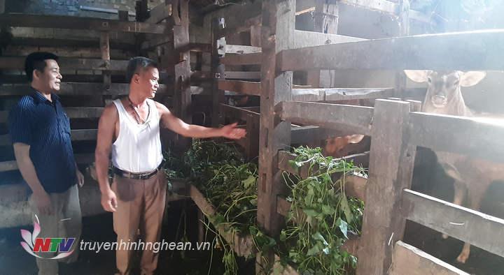 Mô hình nuôi hươu hiệu quả của bà con giáo dân xã Quỳnh Yên