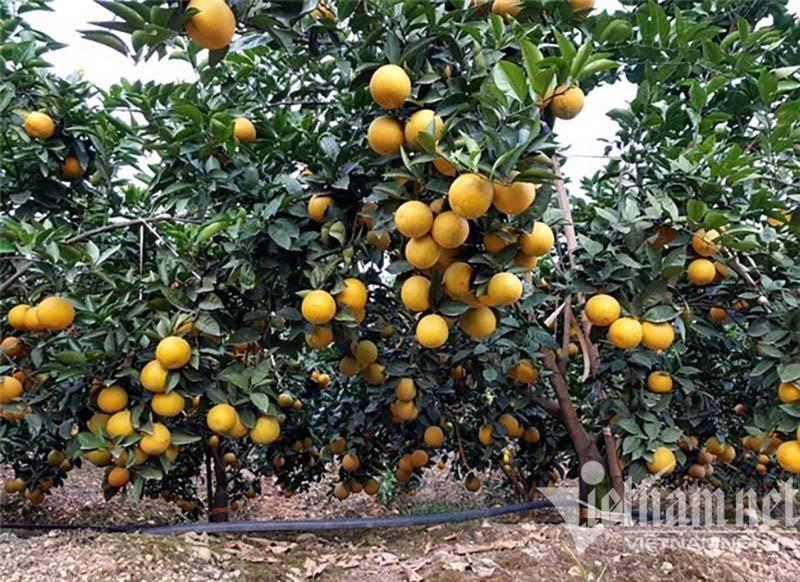 Cuối năm nhiều loại trái cây vào vụ thu hoạch rộ, song dự báo tiêu thụ sẽ gặp khó khi Trung Quốc siết chặt nhập khẩu (ảnh: TL)