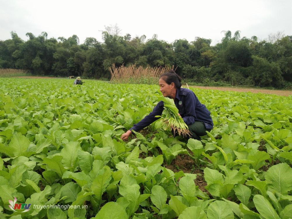 Bà con nông dân huyện Anh Sơn vừa thu hoạch các loại rau ngắn ngày vừa chăm sóc vụ rau Tết