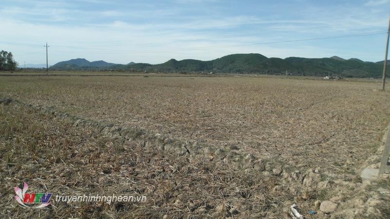 Nhiều diện tích đất Nông nghiệp trên địa bàn đang bị bỏ hoang, gây lãng phí lớn về nguồn tài nguyên