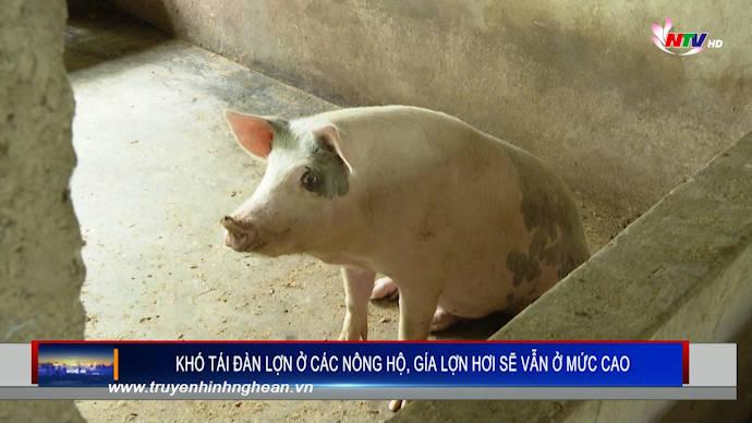 Khó tái đàn lợn ở các nông hộ, gía lợn hơi sẽ vẫn ở mức cao
