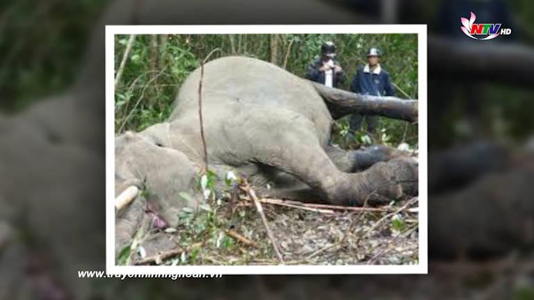 Hãy bảo vệ đàn voi rừng ở Nghệ An