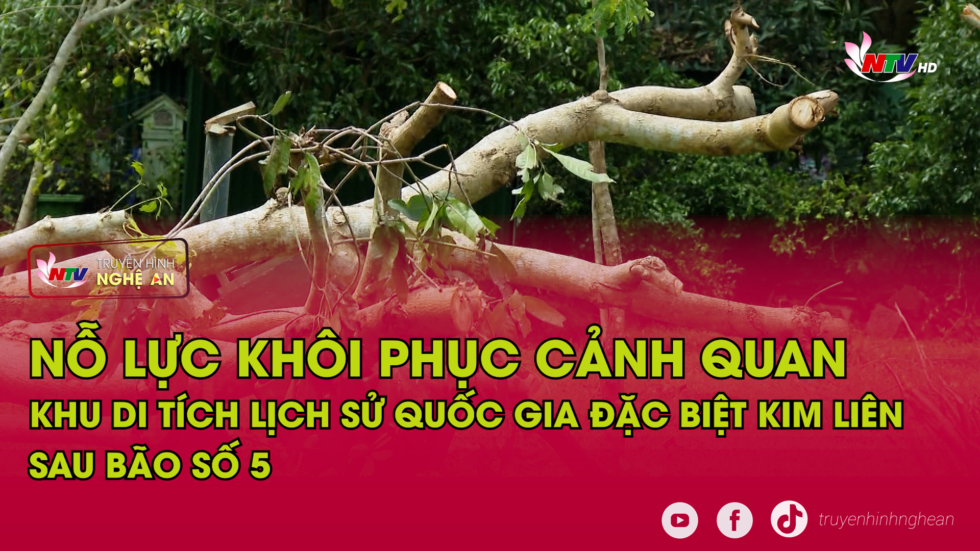 Nỗ lực khôi phục cảnh quan Khu di tích lịch sử quốc gia đặc biệt Kim Liên sau bão số 5