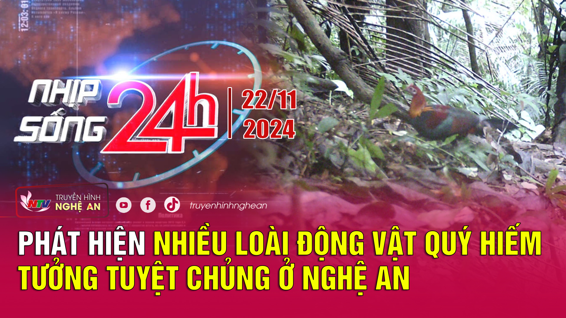 Bản tin Nhịp sống 24h - 22/11/2024: Phát hiện nhiều loài động vật quý hiếm tưởng tuyệt chủng ở Nghệ An