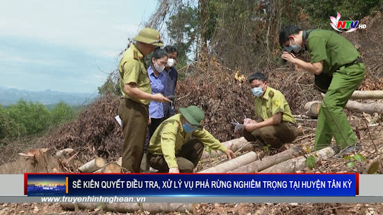 Sẽ kiên quyết điều tra, xử lý vụ phá rừng nghiêm trọng tại huyện Tân Kỳ