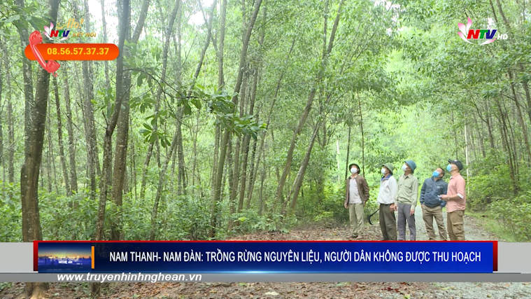 Nam Thanh- Nam Đàn: trồng rừng nguyên liệu, người dân không được thu hoạch