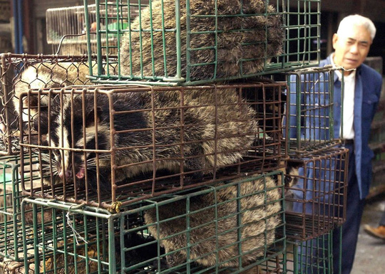 Cầy hương được bán ở chợ động vật hoang dã tại tỉnh Quảng Châu