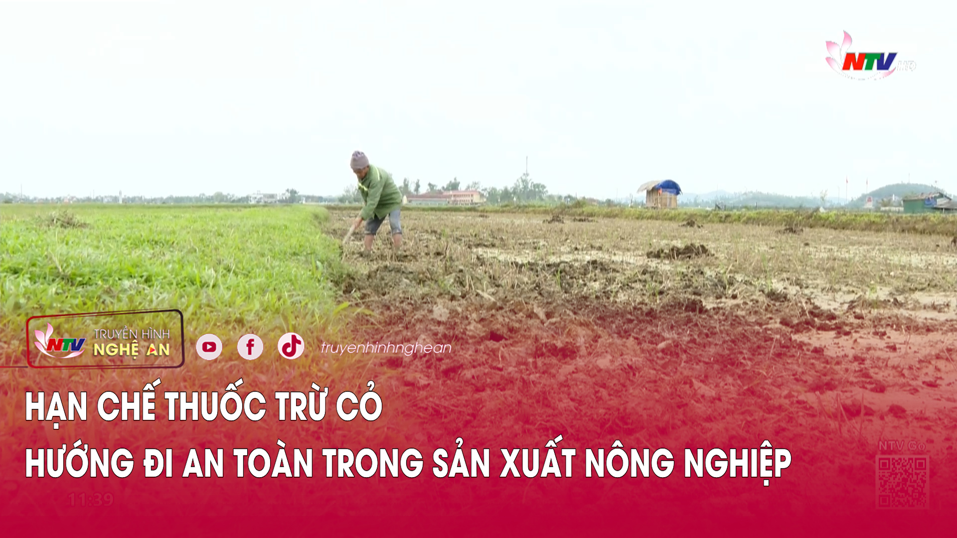 Hạn chế thuốc trừ cỏ – Hướng đi an toàn trong sản xuất nông nghiệp