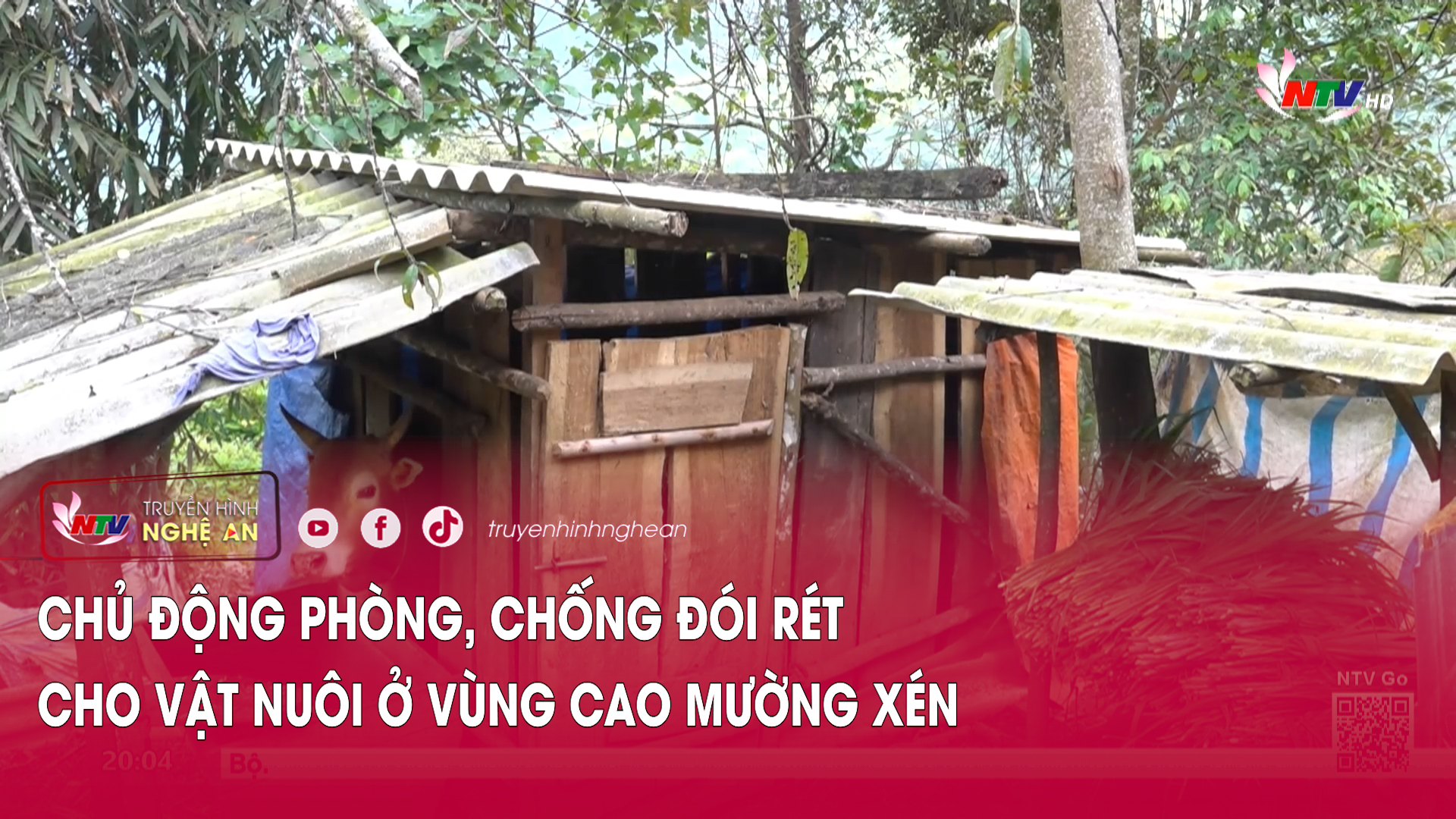 Chủ động phòng, chống đói rét cho vật nuôi ở vùng cao Mường Xén