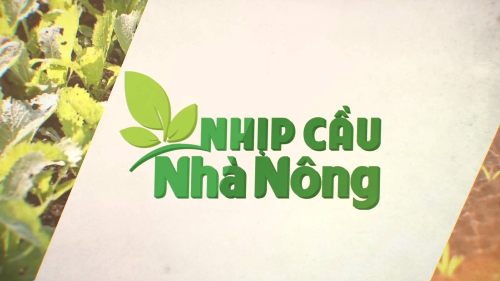 Nhịp cầu nhà nông: Chủ động các giải pháp chống hạn cho cây trồng Hè Thu