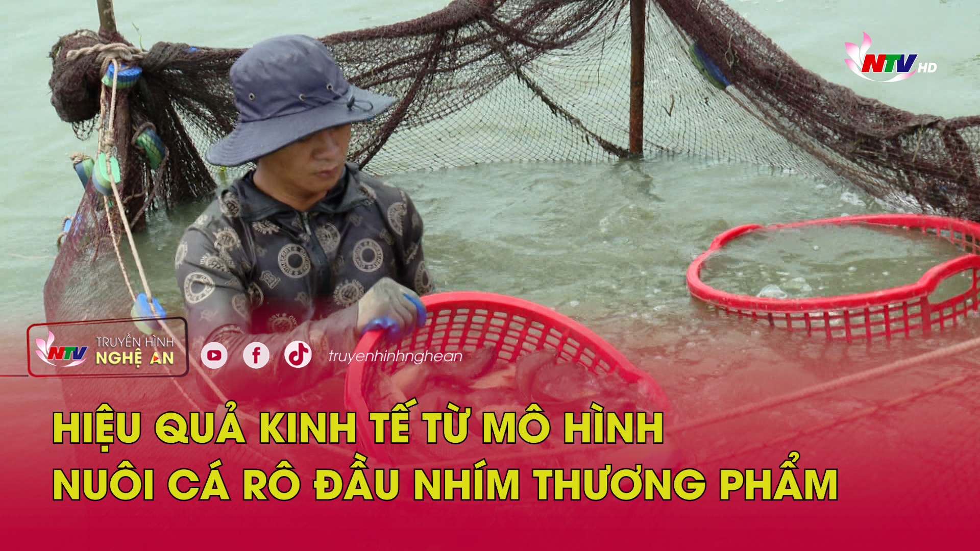 Hiệu quả kinh tế từ mô hình nuôi cá rô đầu nhím thương phẩm