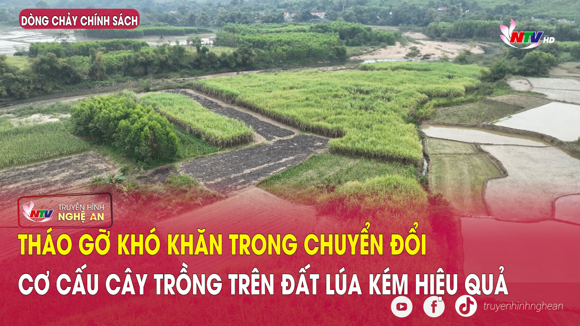 Dòng chảy chính sách: Tháo gỡ khó khăn trong chuyển đổi cơ cấu cây trồng trên đất lúa kém hiệu quả