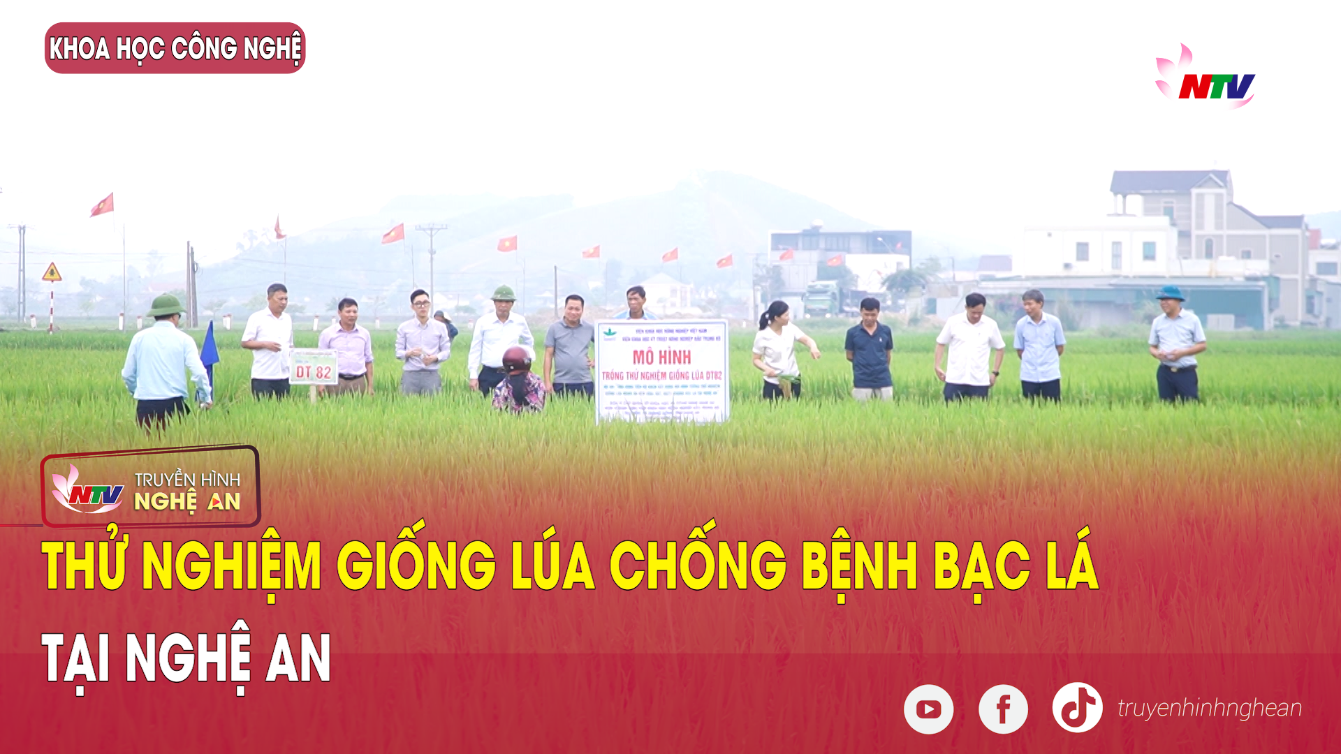 Khoa học & Công nghệ: Thử nghiệm giống lúa chống bệnh bạc lá tại Nghệ An