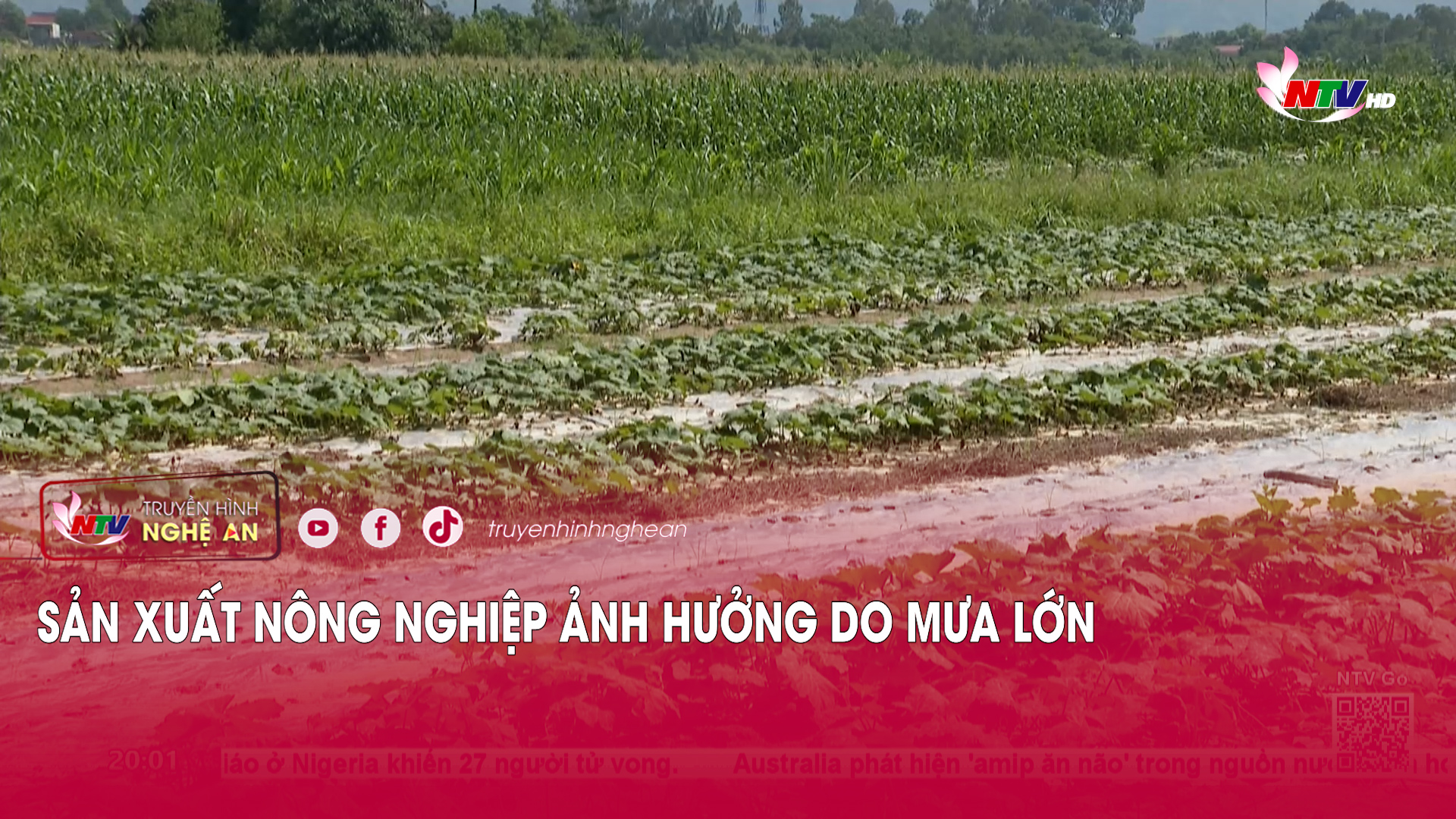 Sản xuất nông nghiệp ảnh hưởng do mưa lớn