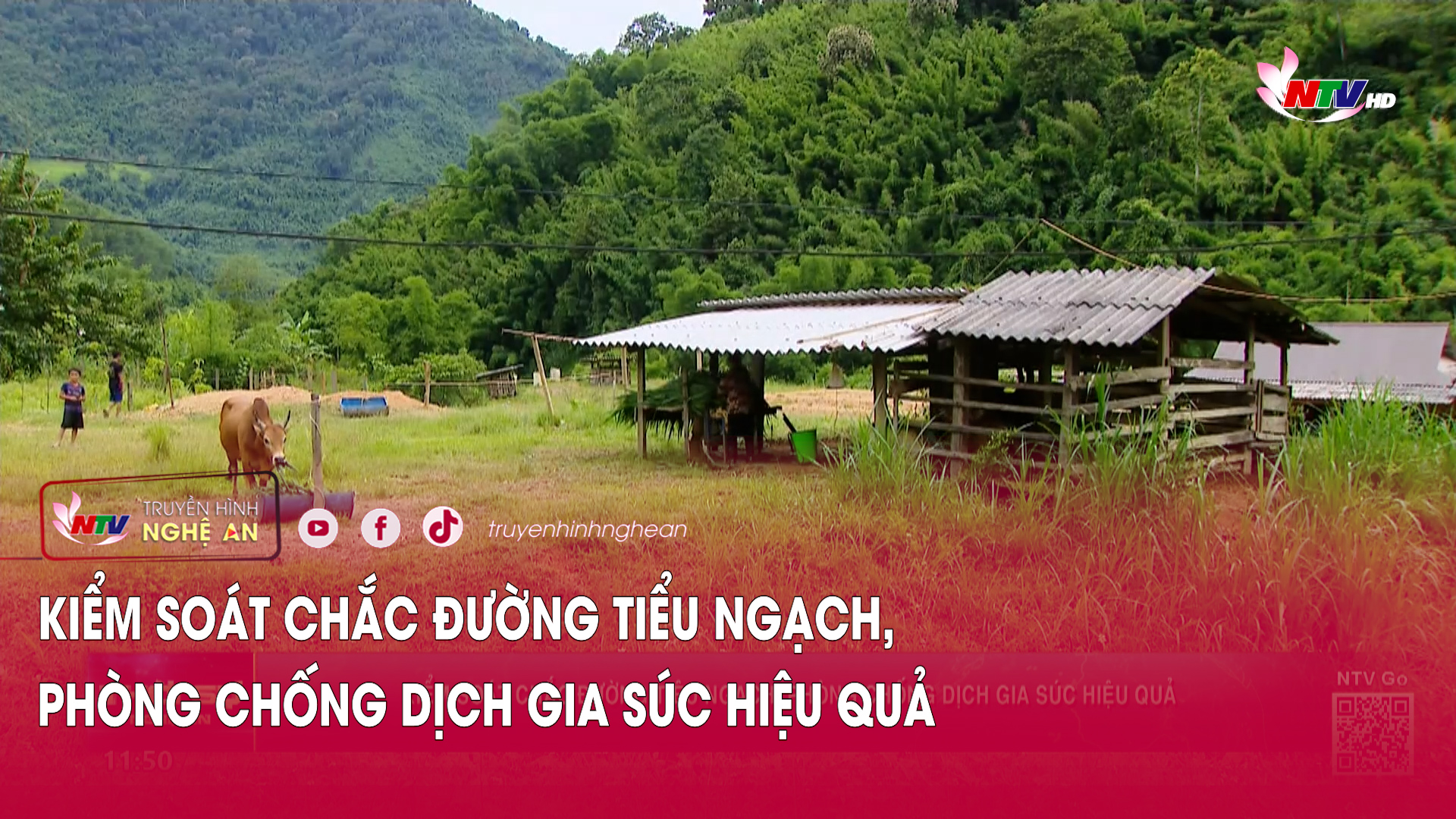 Kiểm soát chắc đường tiểu ngạch, phòng chống dịch gia súc hiệu quả