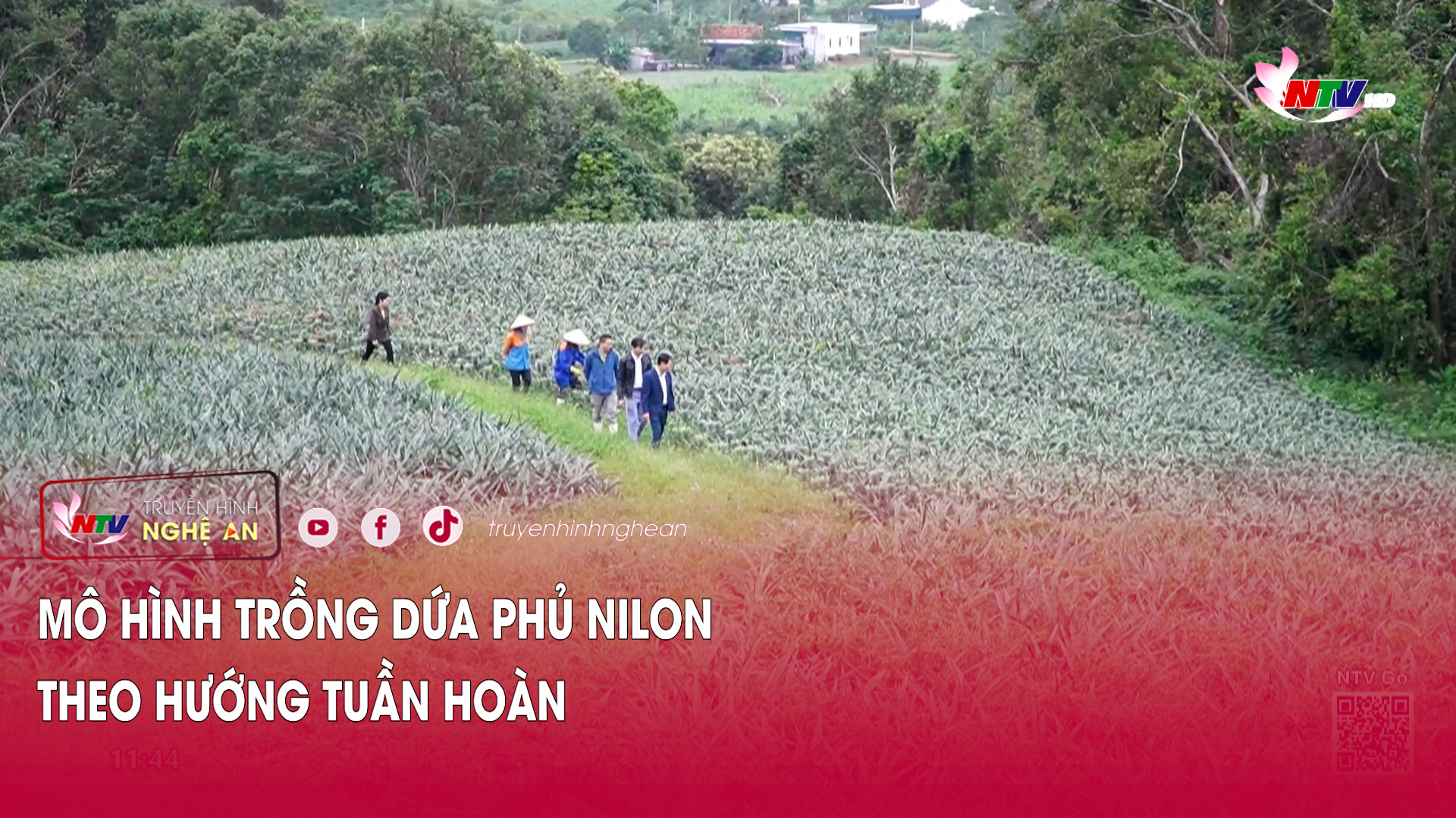 Mô hình trồng dứa phủ nilon theo hướng tuần hoàn