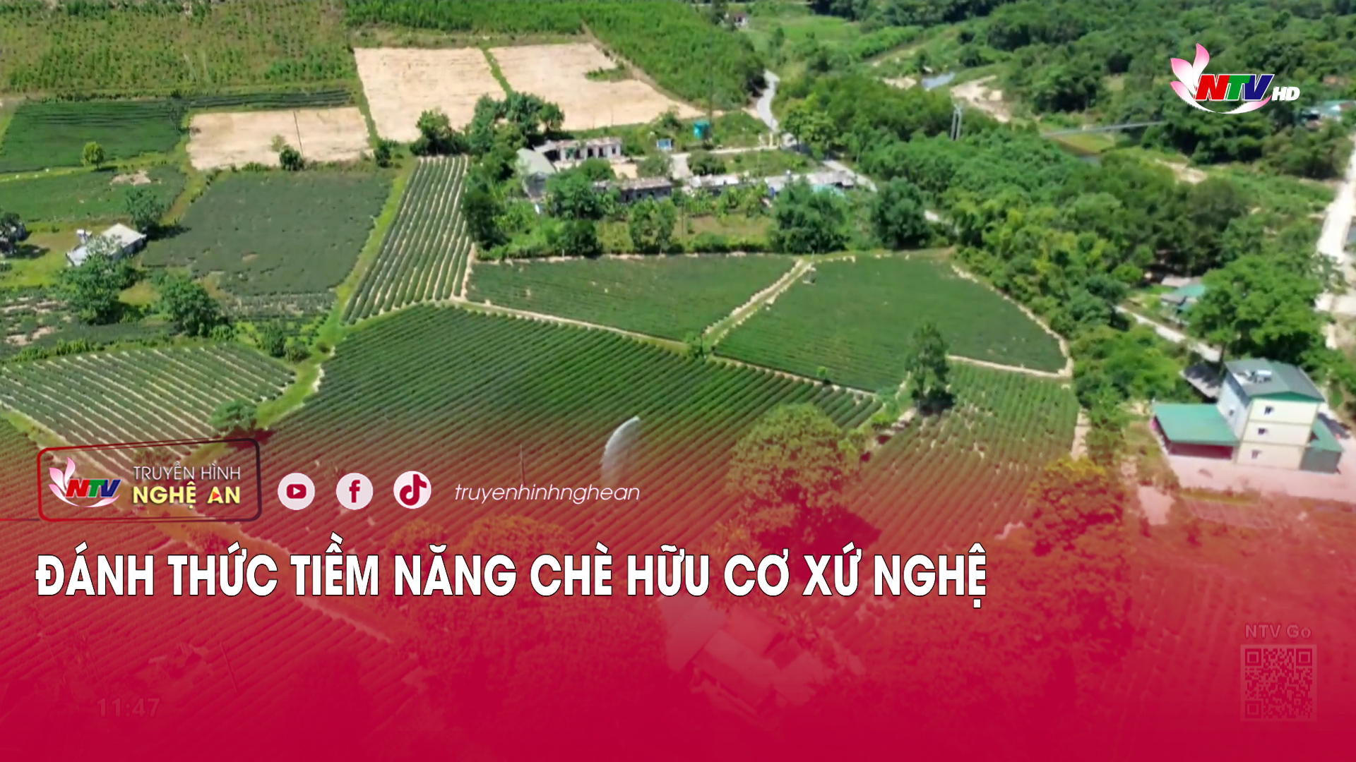 Đánh thức tiềm năng chè hữu cơ xứ Nghệ