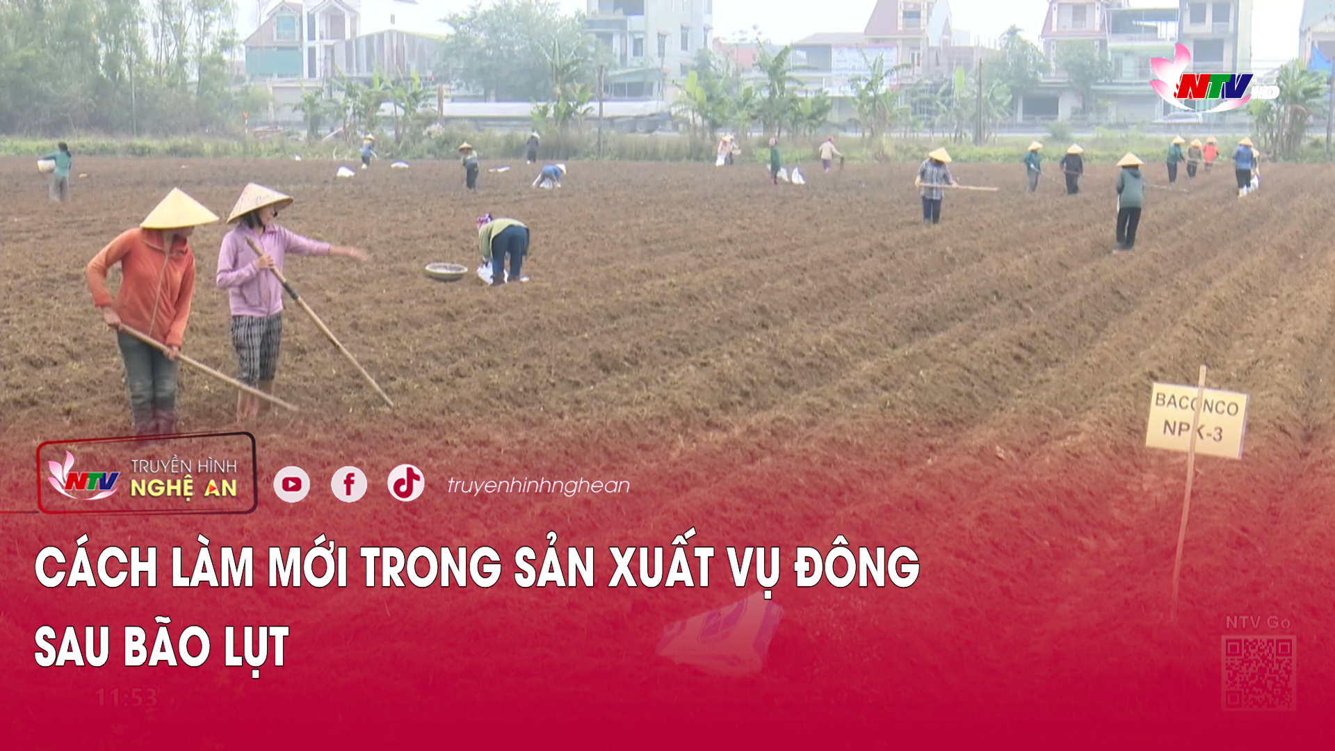 Cách làm mới trong sản xuất vụ Đông sau bão lụt